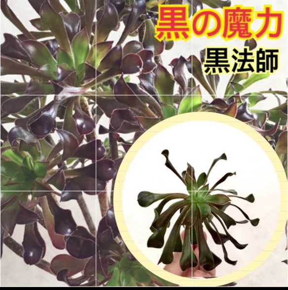 【送料無料】セール❣️ 多肉の魔力 黒法師 多肉植物 カット苗 観葉植物 苗 サボテン 1枚目の画像