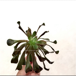 【送料無料】セール❣️ 多肉の魔力 黒法師 多肉植物 カット苗 観葉植物 苗 サボテン 2枚目の画像