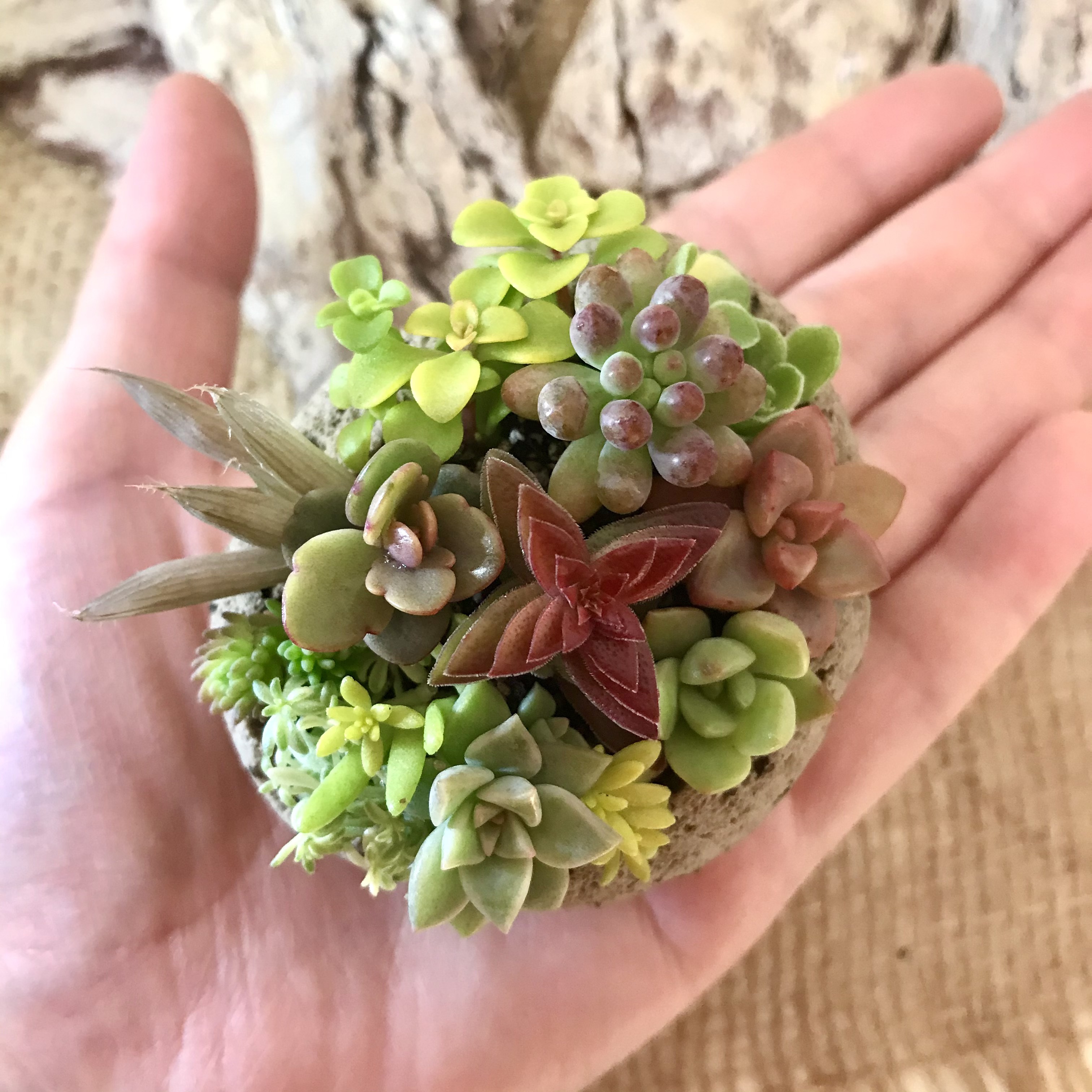 自然石・寄せ植え鉢・多肉植物鉢・石鉢 自然石・寄せ植え鉢・多肉植物鉢・石鉢