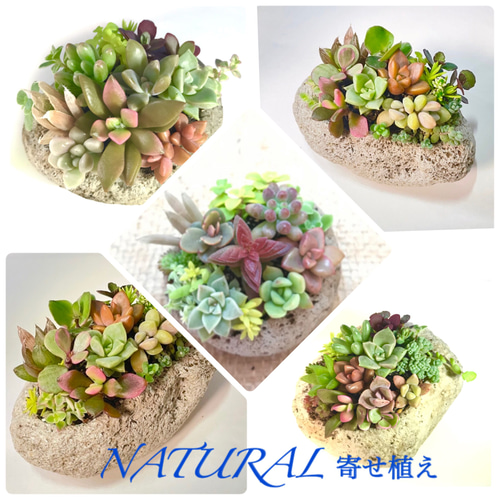 多肉で遊ぼ】カラフル&ナチュラル 多肉植物 寄せ植え 軽石鉢 多肉植物
