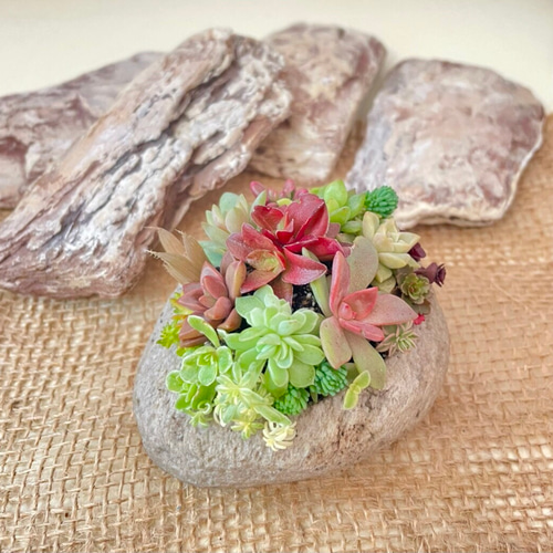 多肉で遊ぼ】カラフル&ナチュラル 多肉植物 寄せ植え 軽石鉢 M 多肉