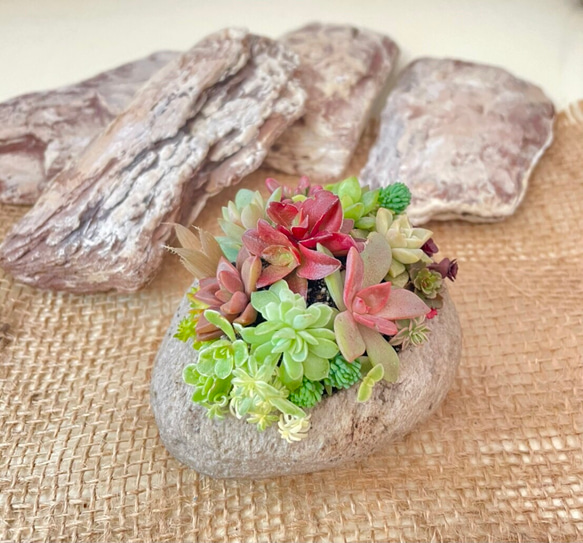 多肉で遊ぼ】カラフル&ナチュラル 多肉植物 寄せ植え 軽石鉢 M