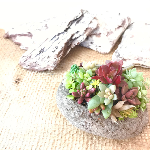 多肉で遊ぼ】カラフル&ナチュラル 多肉植物 寄せ植え 軽石鉢 M 多肉