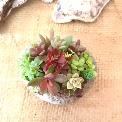 多肉で遊ぼ】カラフル&ナチュラル 多肉植物 寄せ植え 軽石鉢 M 多肉