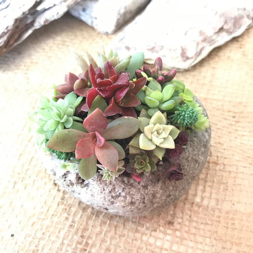 多肉植物 寄せ植え 軽石鉢 エケベリア セダム ネルソル なし ロックガーデン 多肉植物 寄せ植え 軽石鉢 エケベリア セダム ネルソル なし ロック