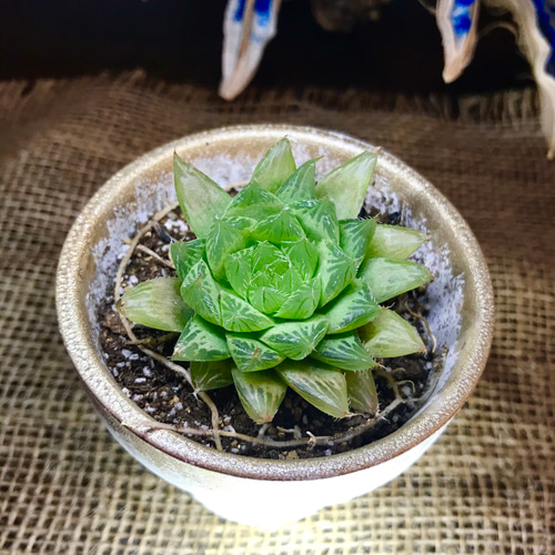 ハオルチア属 抜き苗 多肉 （多肉植物 ハオルチア 水蓮華 抜き苗