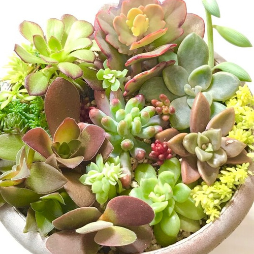 多肉植物⭐小さなカット苗たち⭐Ｄ⭐ 多肉植物⭐小さなカット苗たち⭐D⭐