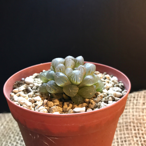 多肉植物 韓国苗 ブラックパール ブラックパール（単頭）【tawawaハウス苗】 – 多肉植物の通販・販売