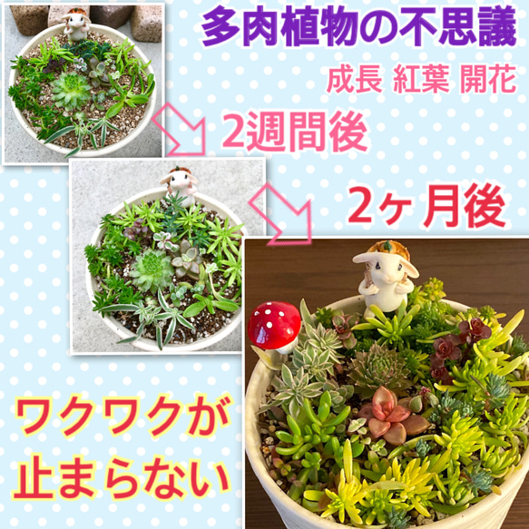 カラフル グラデ❣️多肉植物 エケベリア  カット苗 寄せ植え 観葉植物 4枚目の画像