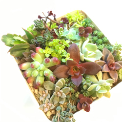 感謝セール【送料無料】カラフル彩り 多肉植物 セダム 育てやすい 観葉植物 苗 1枚目の画像