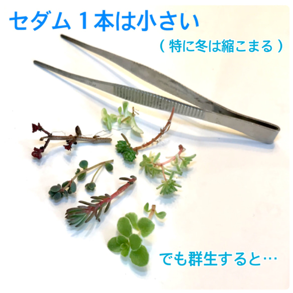 感謝セール【送料無料】カラフル彩り 多肉植物 セダム 育てやすい 観葉植物 苗 5枚目の画像