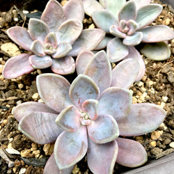 淡いピンクに紅葉♪ 月花美人/月下美人  3カット　多肉植物 淡いピンクに紅葉♪ 月花美人/月下美人 3カット 多肉植物