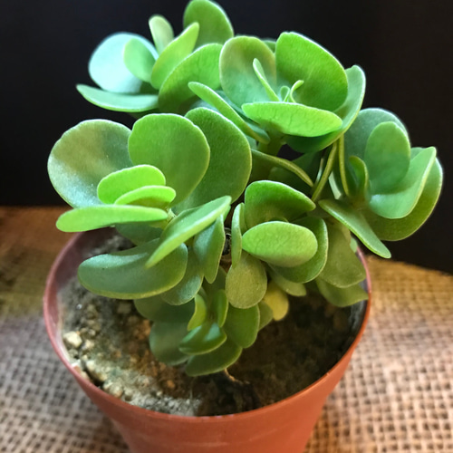 多幸の木】送料無料 モロキニエンシス（モロコエンシス）まん丸葉 多肉