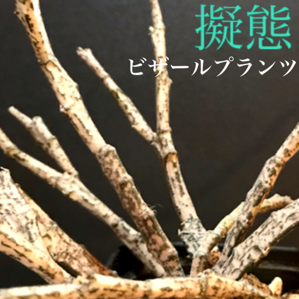 【ゾンビ】擬態植物 ユーフォルビア プラティクラダ 観葉植物 多肉植物 サボテン 苗 ビザールプランツ 1枚目の画像