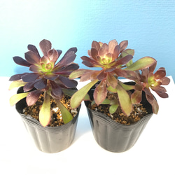 アエオニウム 多肉植物 黑魔法師1️⃣(大）抜き苗