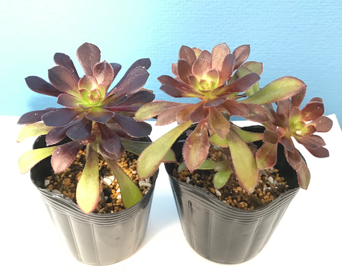 アエオニウム 多肉植物 黑魔法師1️⃣(大）抜き苗 アエオニウム 多肉植物 黑魔法師1️⃣(大）抜き苗 アエオニウム 多肉