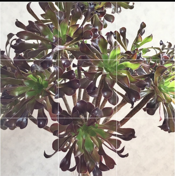 【多肉の魔力】黒法師 アエオニウム属 多肉植物 2ポット 苗 観葉植物 苗 サボテン 3枚目の画像