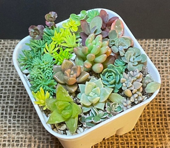 セール【送料無料】カラフル 多肉植物 セダム ハオルチア ファイヤー 