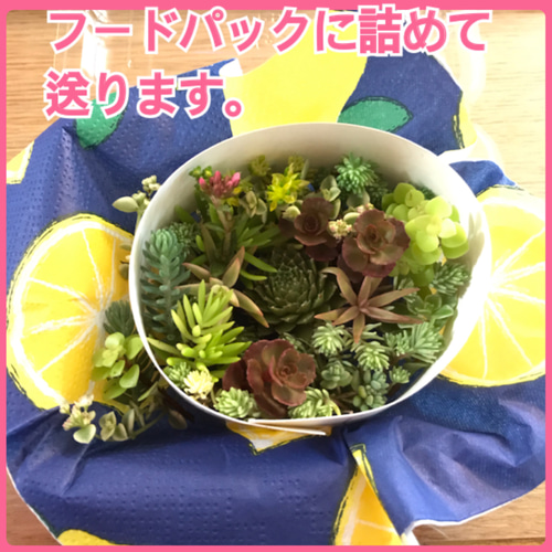 セール【送料無料】カラフル 多肉植物 セダム ハオルチア ファイヤー 