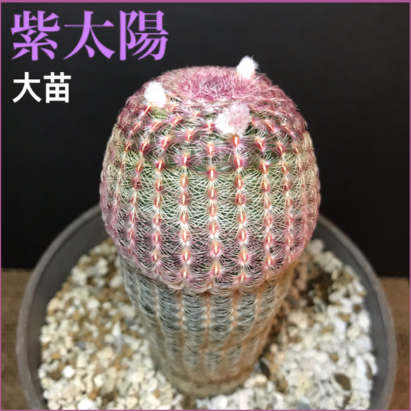 【前夜祭】紫太陽 大苗 花芽付き サボテン 多肉植物  観葉植物 多肉植物 サボテン 苗 花サボテン ビザールプランツ 1枚目の画像