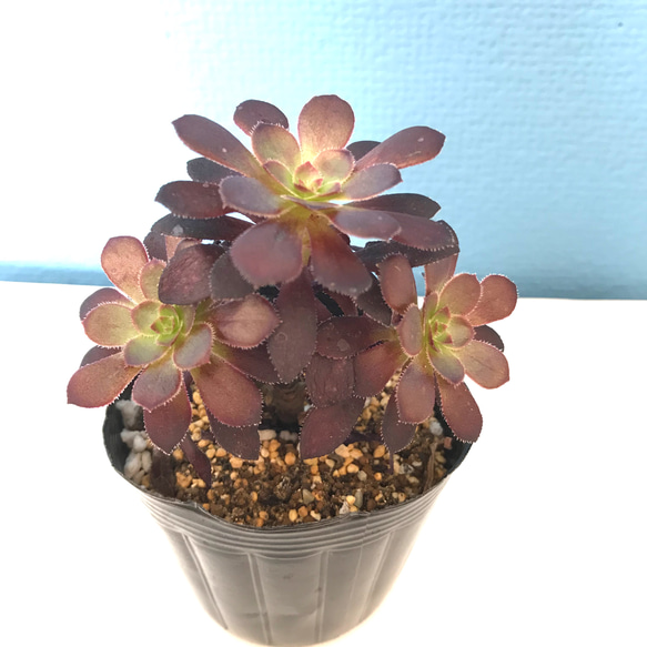 確認用　真っ黒法師　アエオニウム 確認用 真っ黒法師 アエオニウム 黒法師(アエオニウム) | RuPo