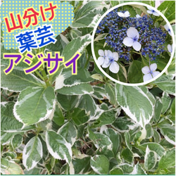 【ミニ紫陽花】斑入り葉 額アジサイ 抜き苗 観葉植物 苗 庭木 シェードガーデン カラーリーフ 1枚目の画像