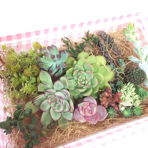 おまかせお名前付き２００品種 多肉植物 センペル センペルビウムセット １６１１ おまかせお名前付き200品種 多肉植物 センペル