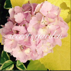 黄金葉アジサイ【送料無料】珍しい レア❣️カラーリーフ 苗 薄ピンクの花 紫陽花 庭木 1枚目の画像