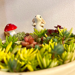 ゾクゾク感❣️ジオラマ多肉 多肉植物 セダム 寄せ植え うさぎフィギュア 植木鉢付き 開運グッズ クリスマス 2枚目の画像