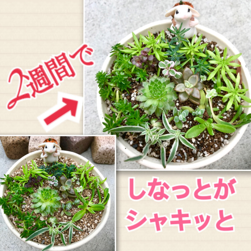 ゾクゾク感❣️ジオラマ多肉 多肉植物 セダム 寄せ植え うさぎ
