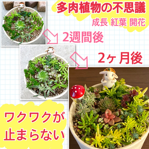多肉植物の寄せ植えとフィギュアで作るジオラマアレンジの世界