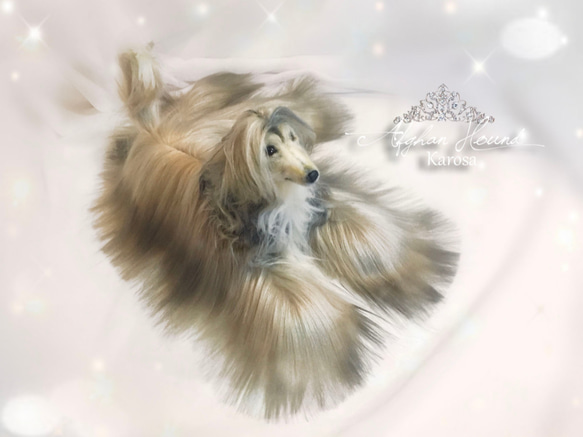 𝐂𝐎𝐂𝐎 𝐏𝐑𝐈𝐍𝐂𝐈𝐂 羊毛フェルト | 新作🐶 1/10アフガン