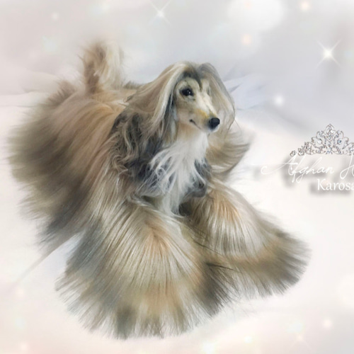 【Belcanto】フェルト羊毛のアフガンハウンド f4f8eeaf12625f2941fb0e7765c6e6