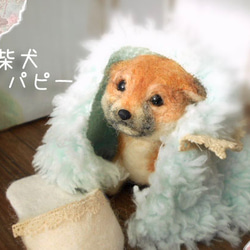 柴犬　パピー　羊毛フェルト　犬　愛犬 1枚目の画像