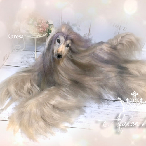 羊毛フェルト*黒い犬*アフガンハウンド - メルカリ