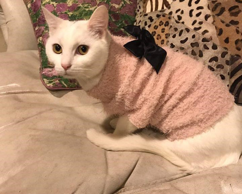 ハンドメイド犬服ピンクローズの切替えワンピハイウエスト☆お袖変更可能