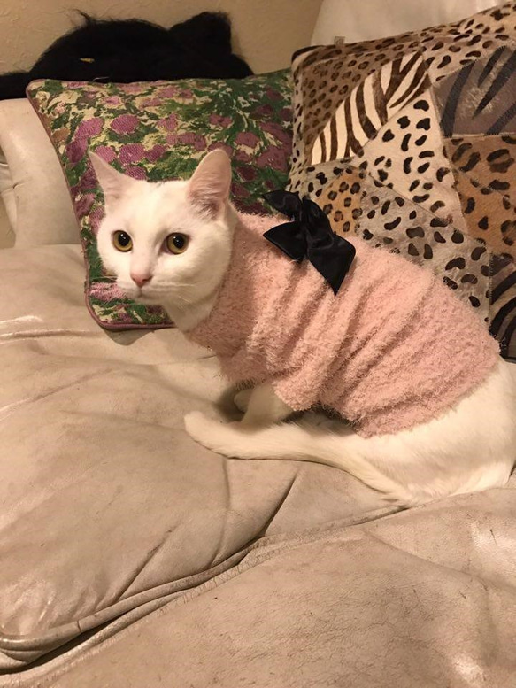 油絵専用ニットが大好きな猫2