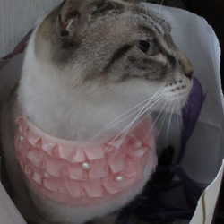 猫　犬　首輪　バンダナ　首飾り　　ペットグッズ　アクセサリー 6枚目の画像