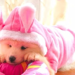 わんちゃん、ねこちゃんに！可愛いコスプレ洋服犬猫用 ペット服