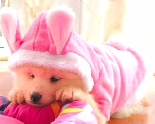 わんちゃん、ねこちゃんに！可愛いコスプレ洋服犬猫用 ペット服