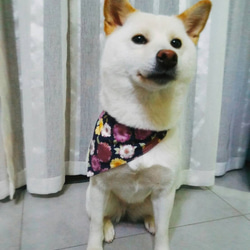 犬 首輪 Medium Dog Bandana, Cat Dog Scarf, Pet Accessories 4枚目の画像