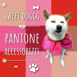 Pantone圈中號 - 手工製作的寵物頸飾，狗圍巾，貓領巾，寵物飾品 第3張的照片