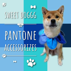 Pantone圈中號 - 手工製作的寵物頸飾，狗圍巾，貓領巾，寵物飾品 第4張的照片
