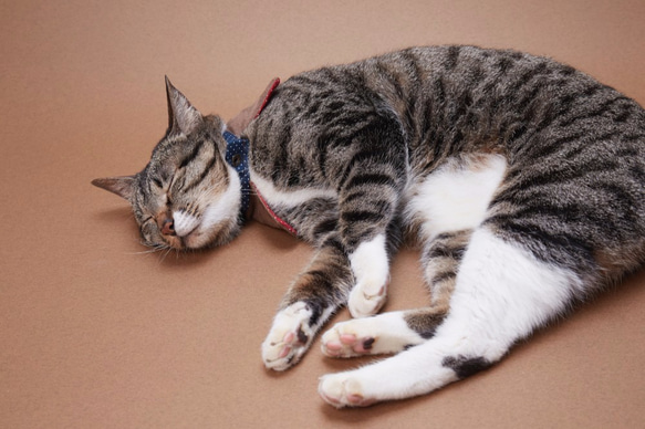 スモールメンズ01手作りのカスタムの猫の首輪 6枚目の画像