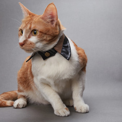 03手パンクカスタム猫の襟の小さなシリーズ 1枚目の画像