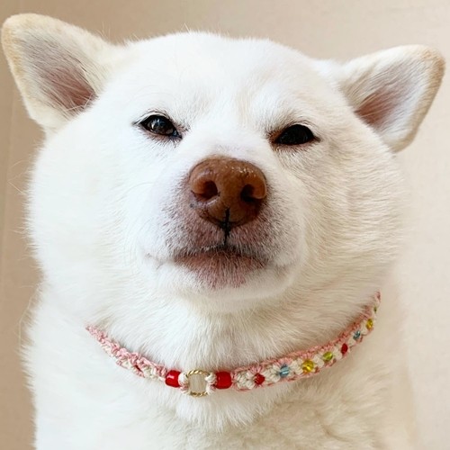 ☆セミオーダー☆迷子札用ワンコチョーカー【キラキラビーズ】超小型犬