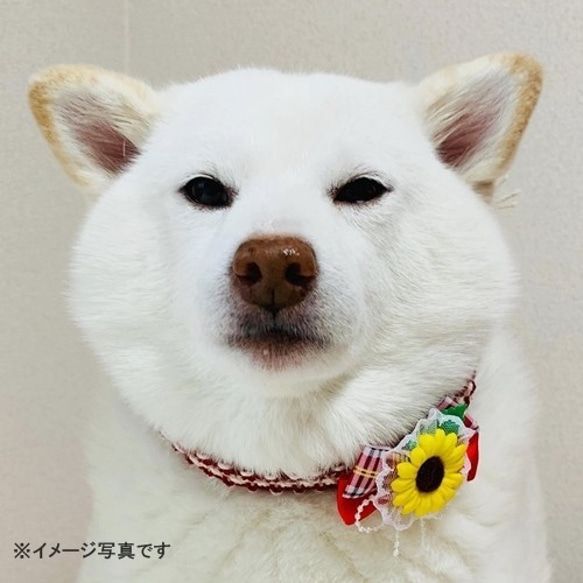 【イベント価格】完成品（小型犬～中型犬用）ひまわりチョーカー【蝶々付き特大ひまわり】 5枚目の画像