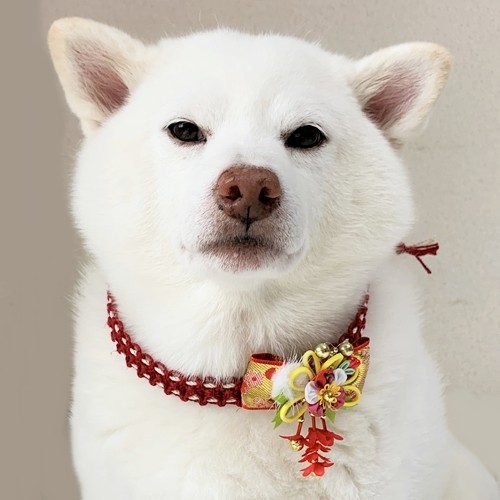 お正月おめかしチョーカー11【小型犬～中型犬用】☆セミオーダー