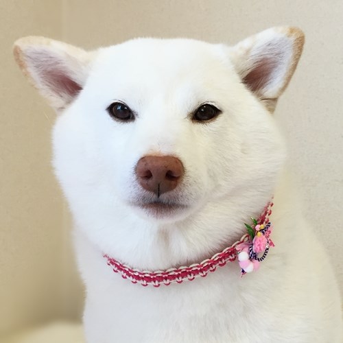 完成品（中型犬用）お正月おめかしチョーカー【お正月バンダナ付