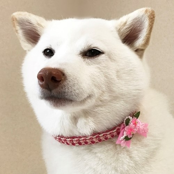★セミオーダー★桜チョーカー【飾り付】大型犬用 2枚目の画像